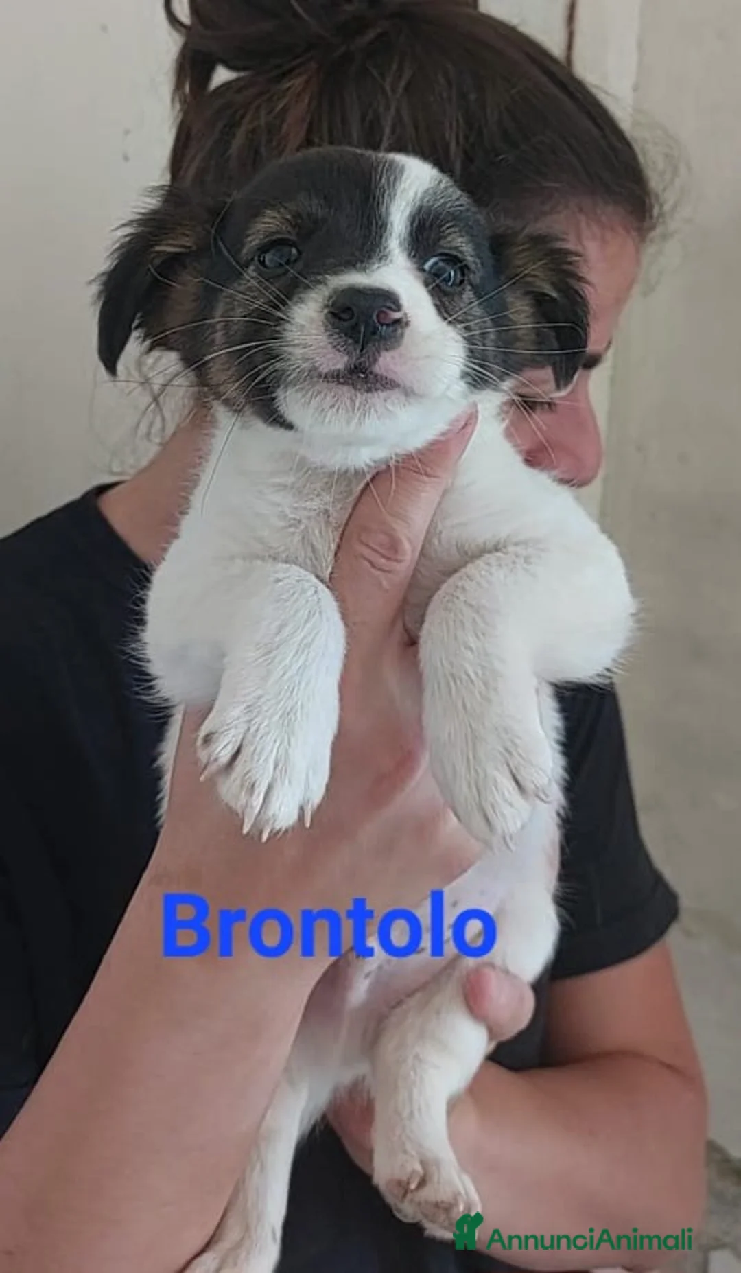 Meticcio cani in regalo: Brontolo  - Annuncio 1