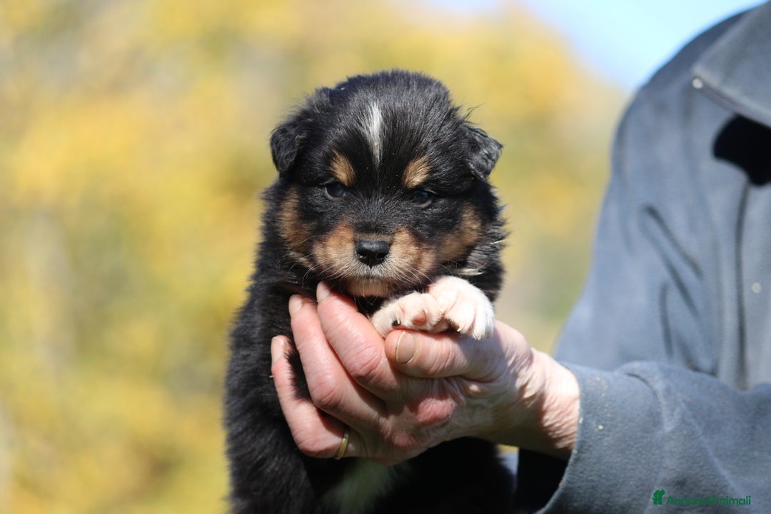 Australian Shepherd cani in vendita: PAstori Australiani cuccioli-Biancaneve e i 6 Nani - Annuncio 6