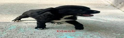 Meticcio cani in regalo: Cuccioli di taglia media piccola  - Annuncio 5