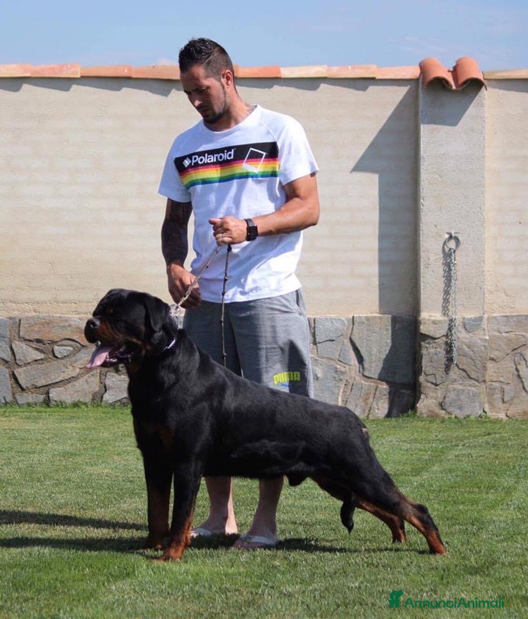 Rottweiler cani in vendita: Cuccioli maschi ROTTWEILER  a Metropolitan City of Turin - Immagine 11