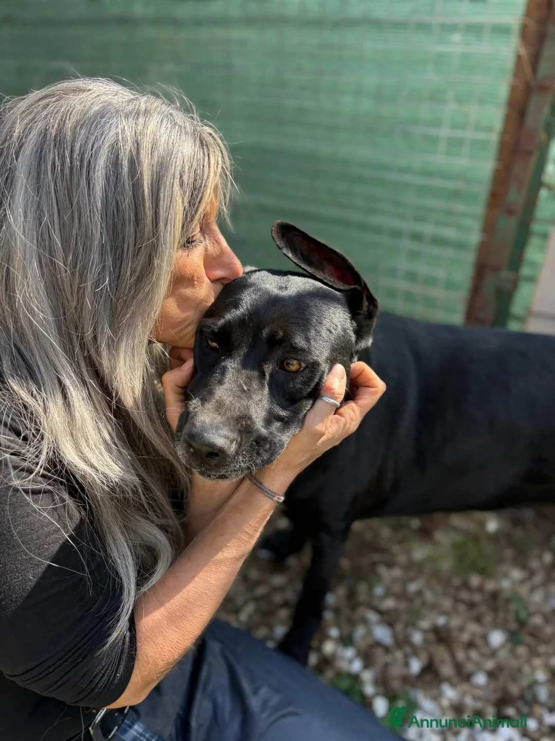 Meticcio cani in regalo: Olimpia, 2 anni, bella e buona  - Annuncio 10