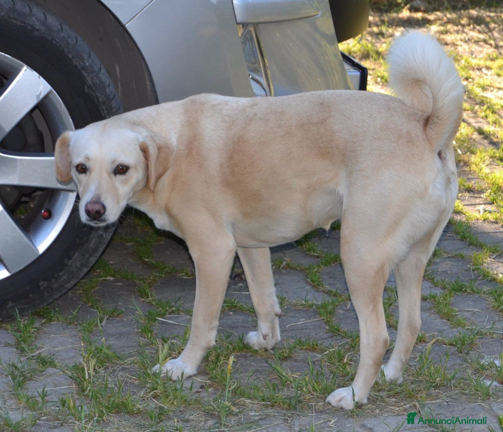 Meticcio cani Sofia cagnolona meravigliosa - Annuncio 13