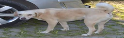 Meticcio cani in regalo: Sofia cagnolona meravigliosa - Annuncio 1