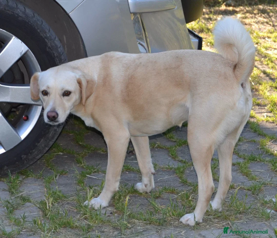 Meticcio cani in regalo: Sofia cagnolona meravigliosa - Annuncio 1