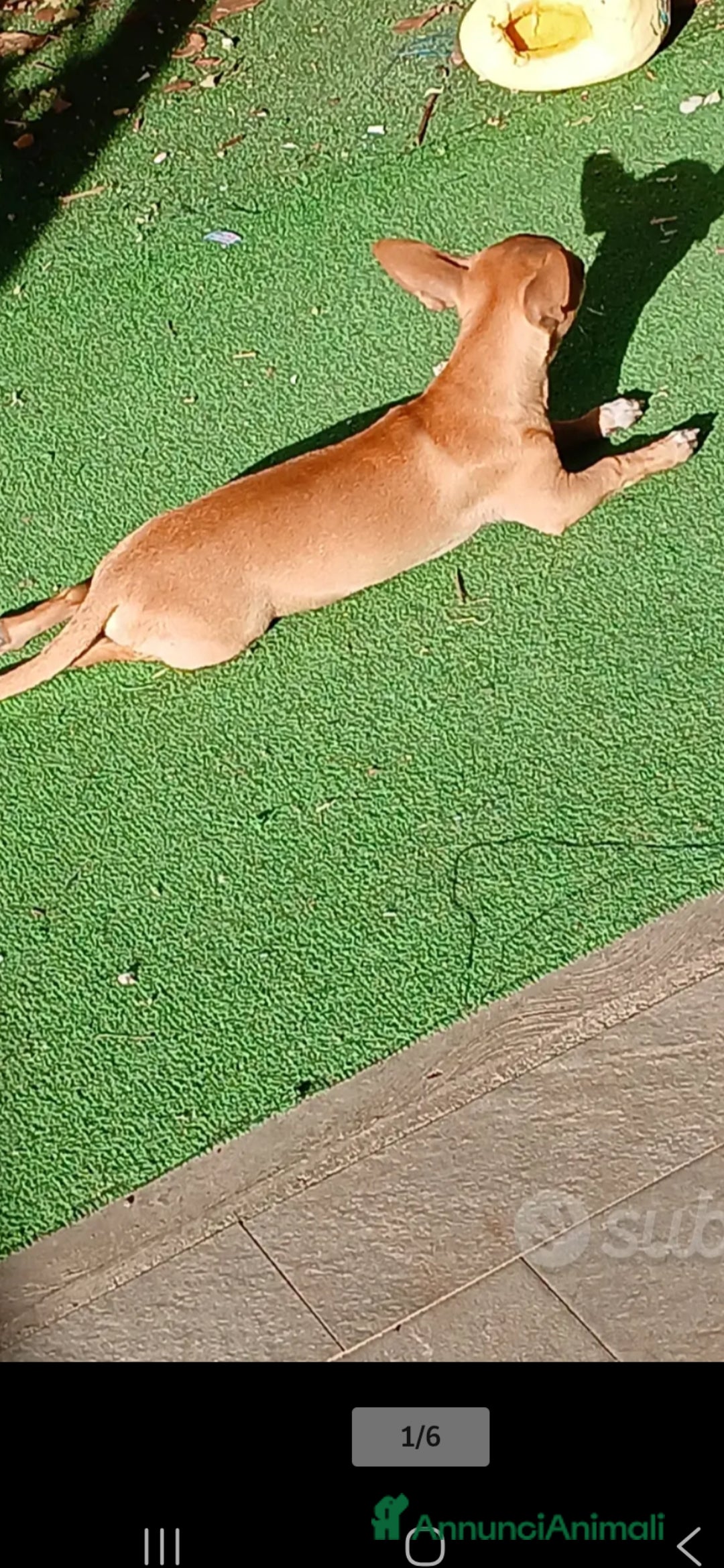 Chihuahua cani in vendita: Chihuahua cucciolini  bellissimi - Annuncio 13