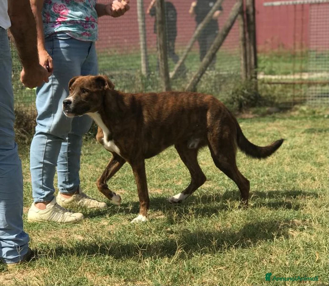 Boxer cani in regalo: Rap, simpaticissimo simil boxerino a Provincia di Latina - Annuncio 8