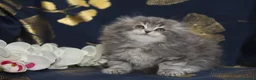 Scottish gatti in vendita: Cuccioli Scottish fold  - Annuncio 4