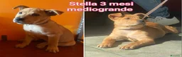Meticcio cani in regalo: SALVA LA VITA AD UN CUCCIOLO  a Provincia di Reggio Emilia - Annuncio 3