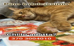 Europeo gatti in regalo: Non facciamogli questo 🥺 - Immagine 1