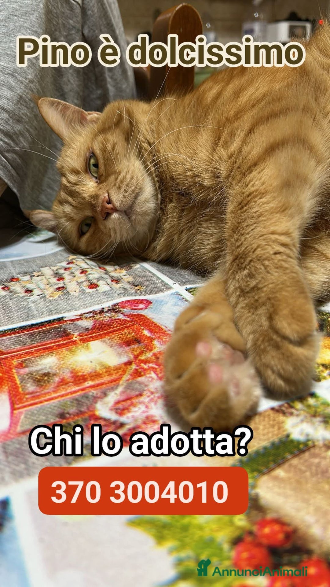 Europeo gatti in regalo: Non facciamogli questo 🥺 - Immagine 1