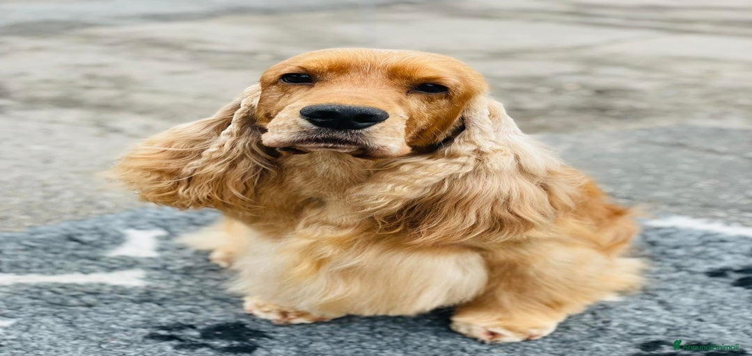 Immagine della galleria {{count}}