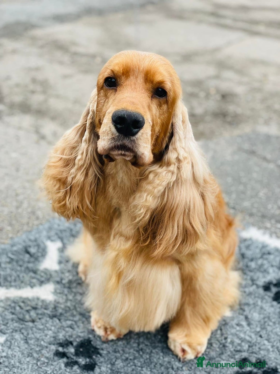 Immagine della galleria {{count}}