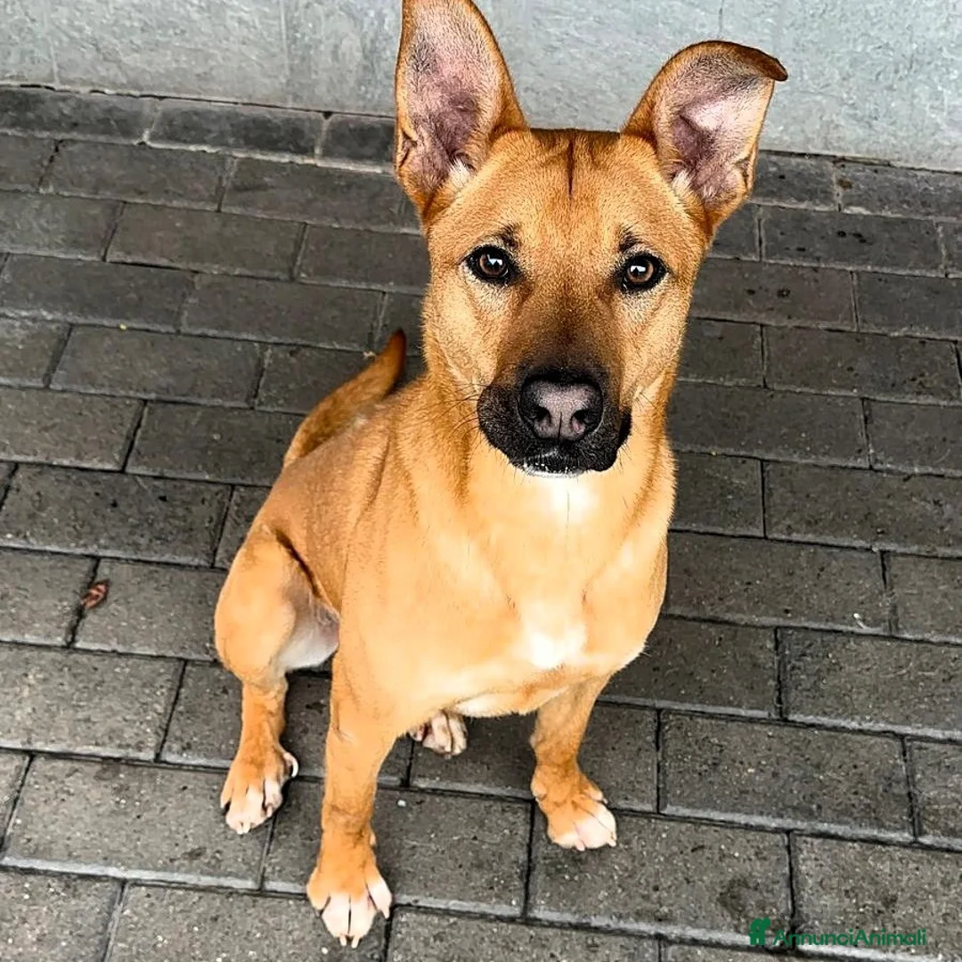 Meticcio cani in regalo: SIMBA BELLISSIMO LUPETTO - Annuncio 1