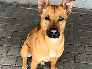 Meticcio cani SIMBA BELLISSIMO LUPETTO - Annuncio 17