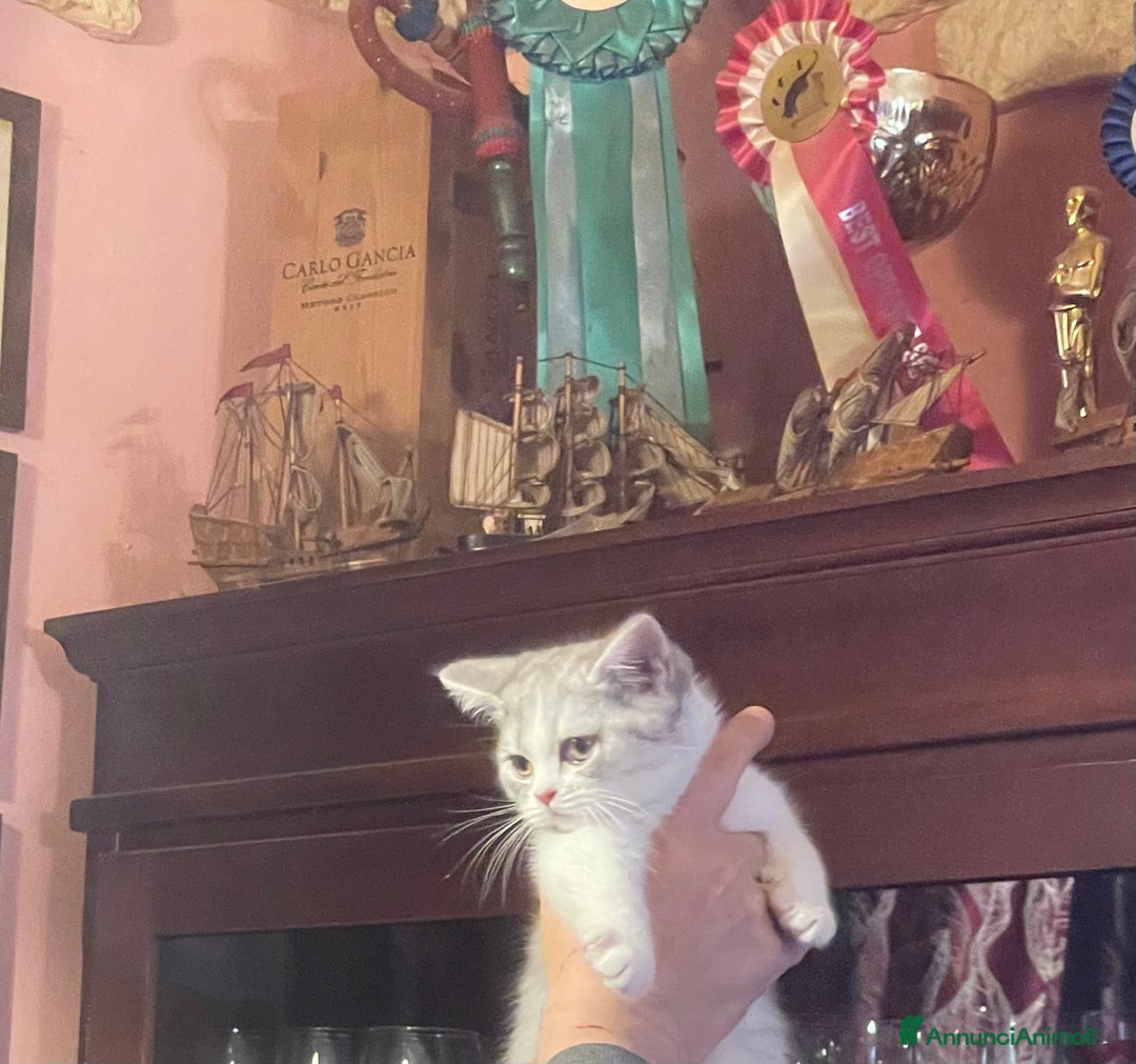 Scottish gatti in vendita: CUCCIOLI SCOTTISH STRAIGHT MASCHIO E FEMMINA  - Annuncio 2