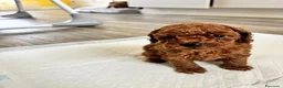 Barboncino Toy cani in vendita: Barboncini Toy di linea asiatica disponibili - Annuncio 2
