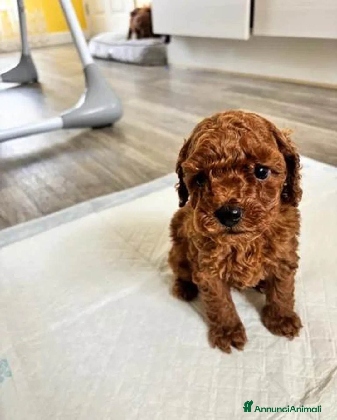 Barboncino Toy cani in vendita: Barboncini Toy di linea asiatica disponibili - Annuncio 2