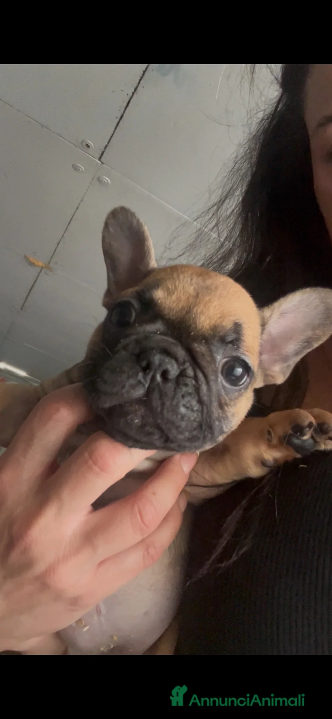 Bulldog Francese cani in vendita: Ultima cucciola bulldog femmina  - Annuncio 2