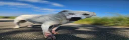 Meticcio cani in regalo: Consuelo: dolce, equilibrata, socievole  - Annuncio 4