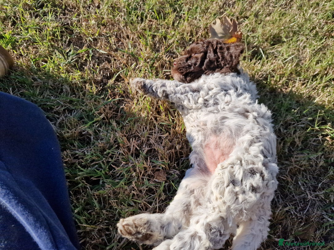 Lagotto cani in vendita: Cuccioli di Lagotto - Annuncio 3