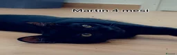 Europeo gatti in regalo: GATTINI ABBANDONATI: URGENTE  a Città Metropolitana di Torino - Annuncio 9