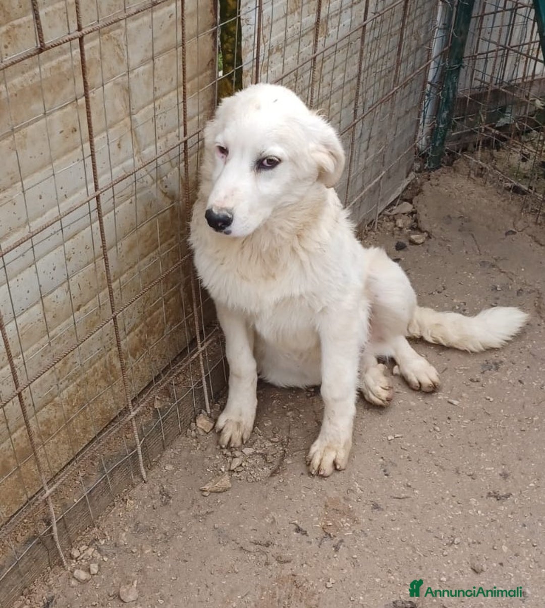Pastore Maremmano cani in regalo: LO SPLENDIDO OSLO a Provincia di Ferrara - Annuncio 6