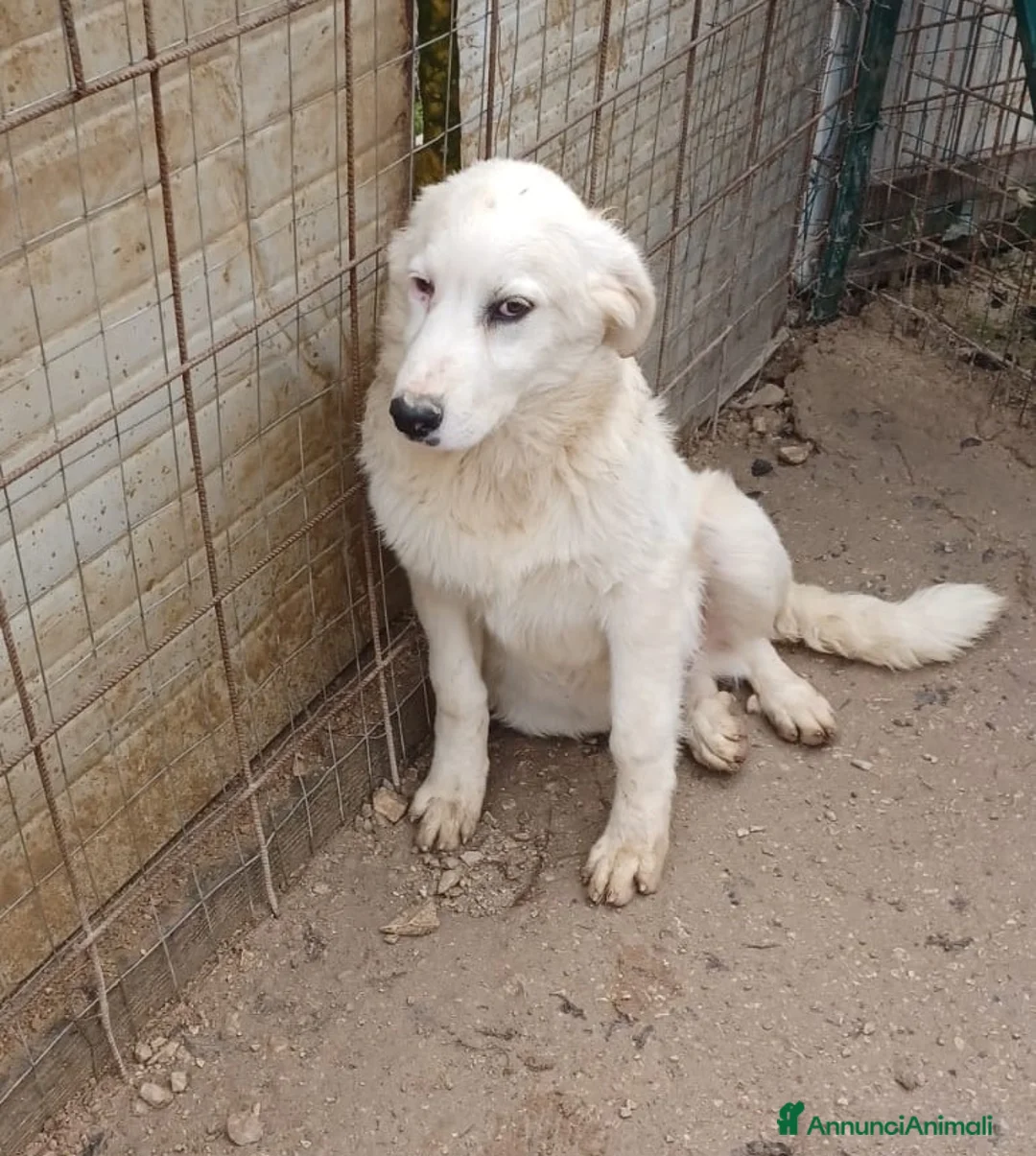Pastore Maremmano cani in regalo: LO SPLENDIDO OSLO a Provincia di Ferrara - Annuncio 6