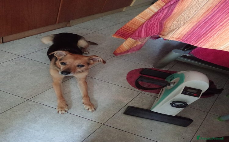 Meticcio cani a Provincia di Padova - Annuncio 16