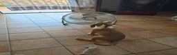 American Staffordshire cani in vendita: Cucciolo Amstaff  - Annuncio 9