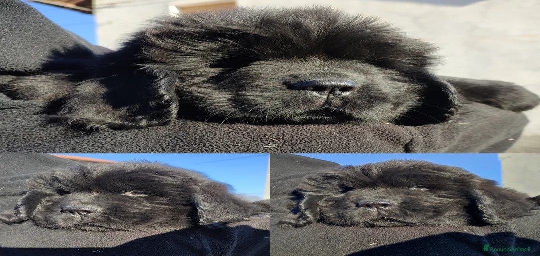 Immagine della galleria {{count}}