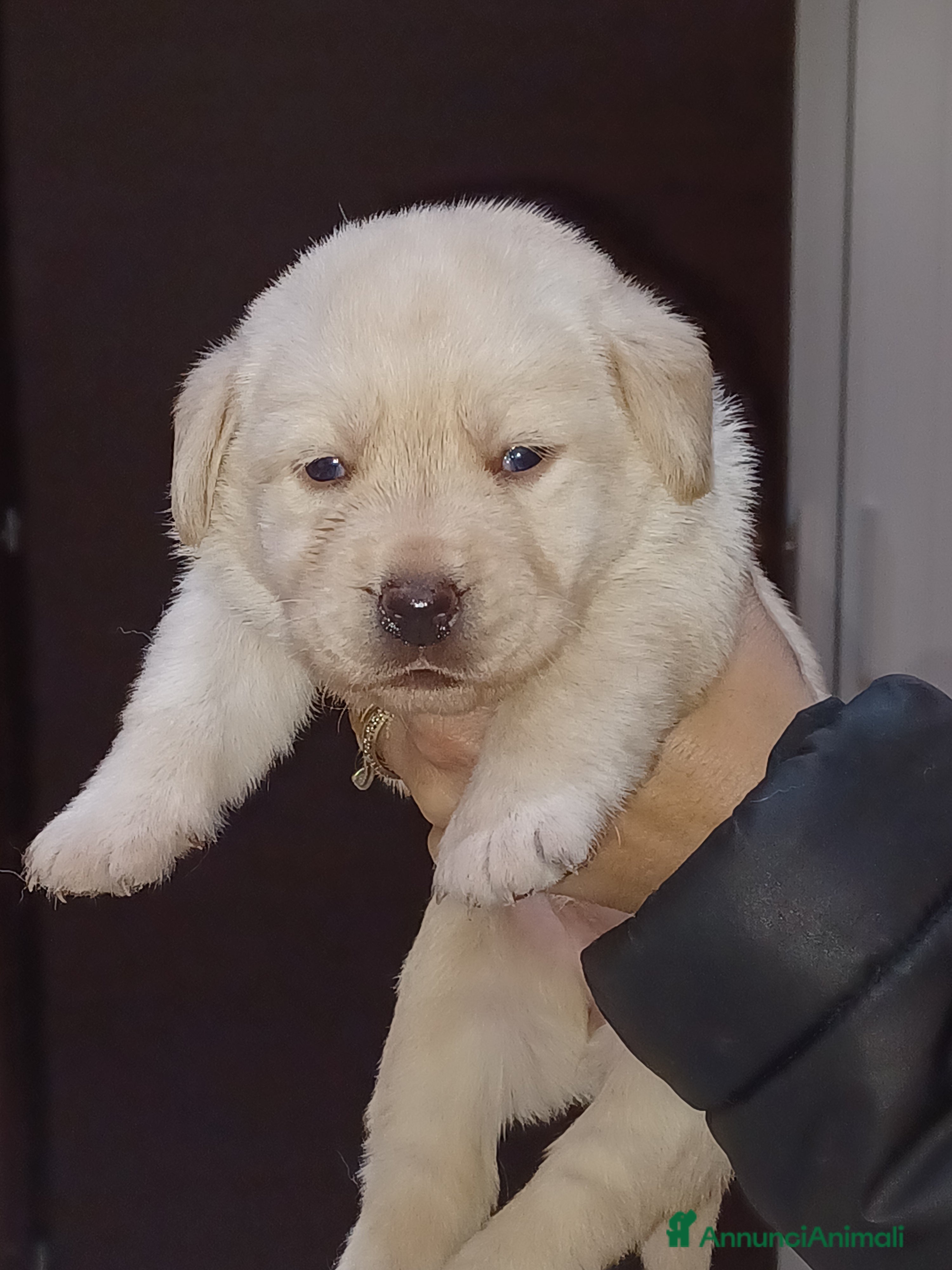 Labrador cani Labrador miele con pedigree  - Annuncio 12