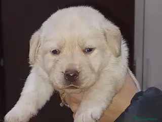 Labrador cani Labrador miele con pedigree - Annuncio 12