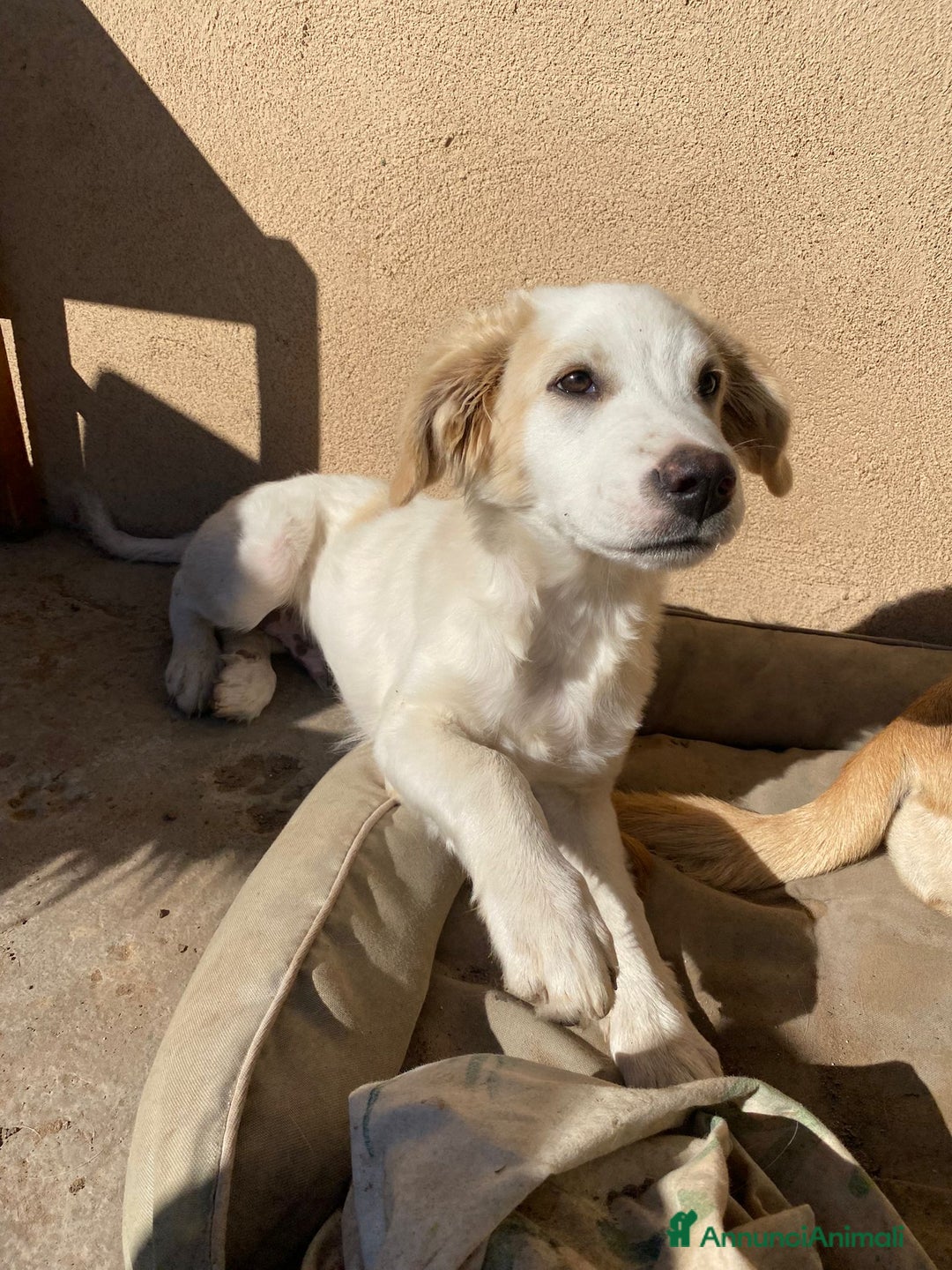 Meticcio cani in regalo: FUFFY  - Annuncio 5