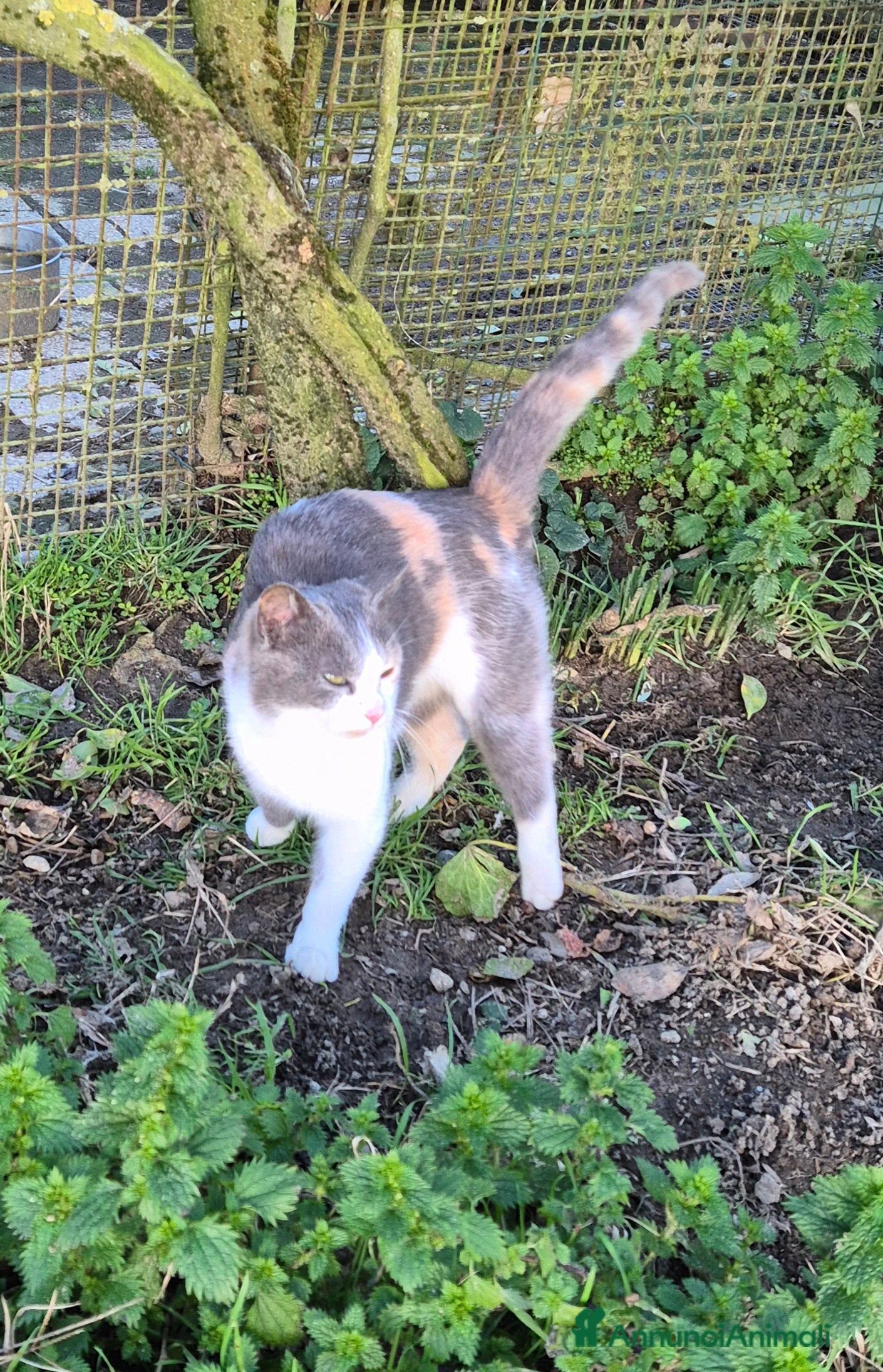 Certosino gatti Micina - Annuncio 2