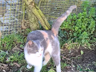 Certosino gatti Micina - Annuncio 2