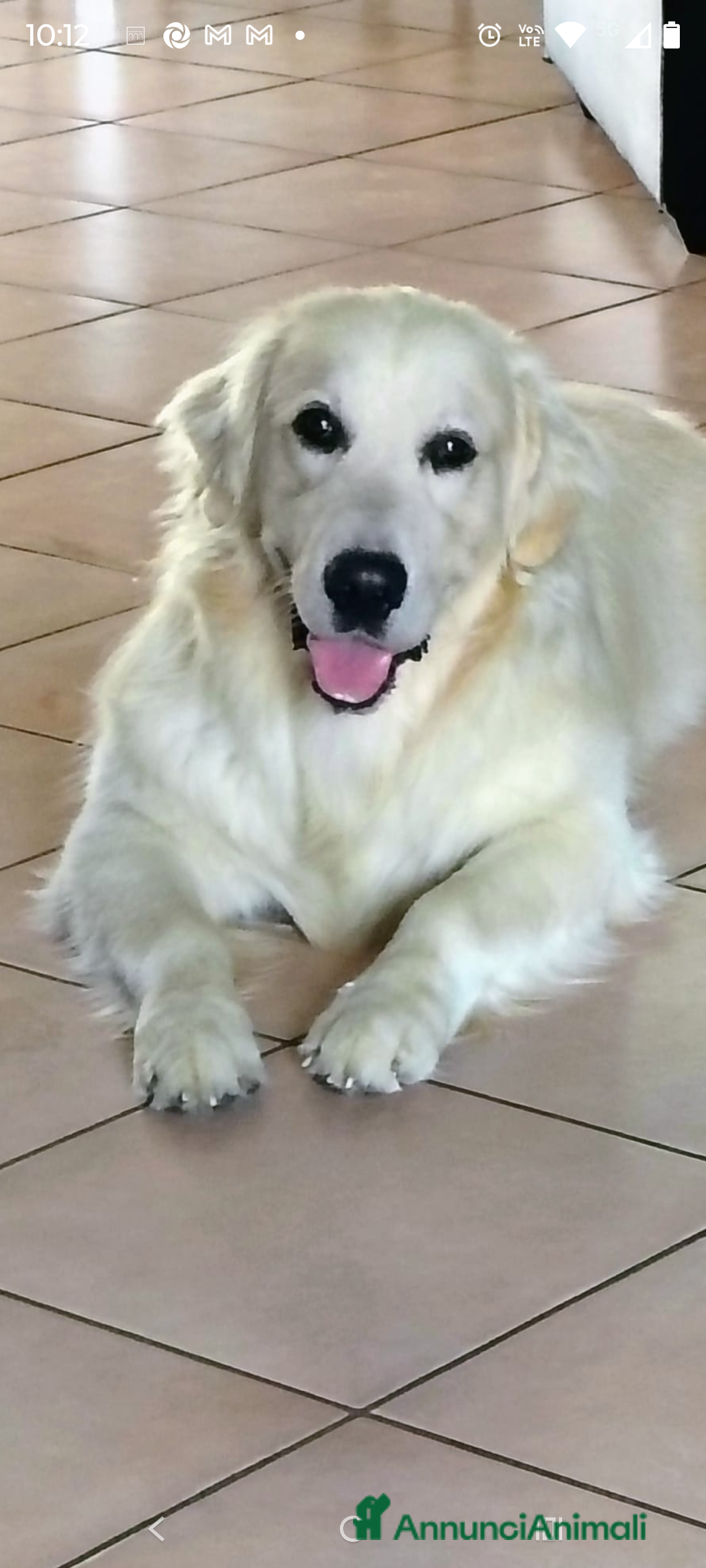 Golden Retriever cani per accoppiamento: Accoppiamento  - Annuncio 4