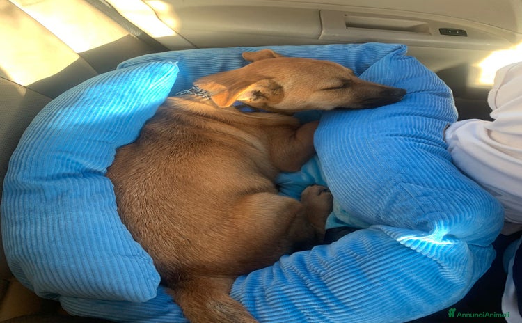 Meticcio cani a Provincia di Barletta-Andria-Trani - Annuncio 1