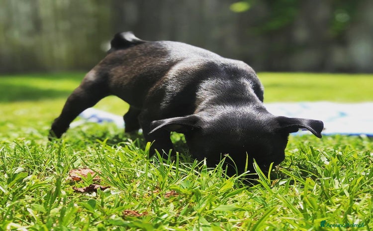 Pitbull cani a Città Metropolitana di Napoli - Annuncio 2