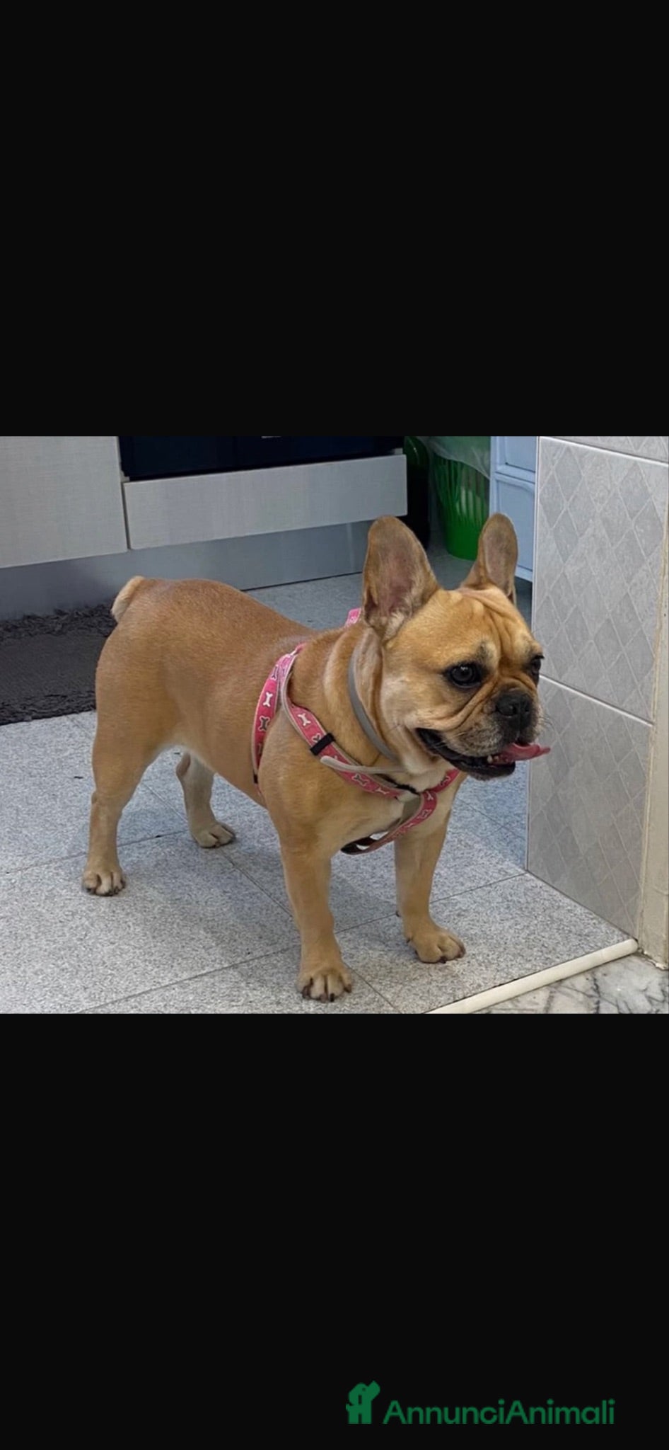 Bulldog Francese cani Bulldog francese  - Annuncio 8