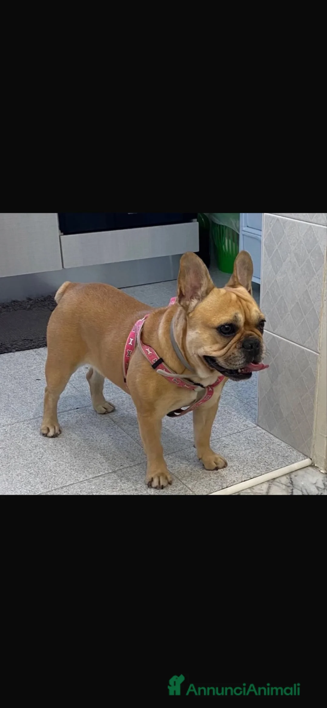 Bulldog Francese cani in regalo: Bulldog francese  a Città Metropolitana di Bari - Annuncio 1