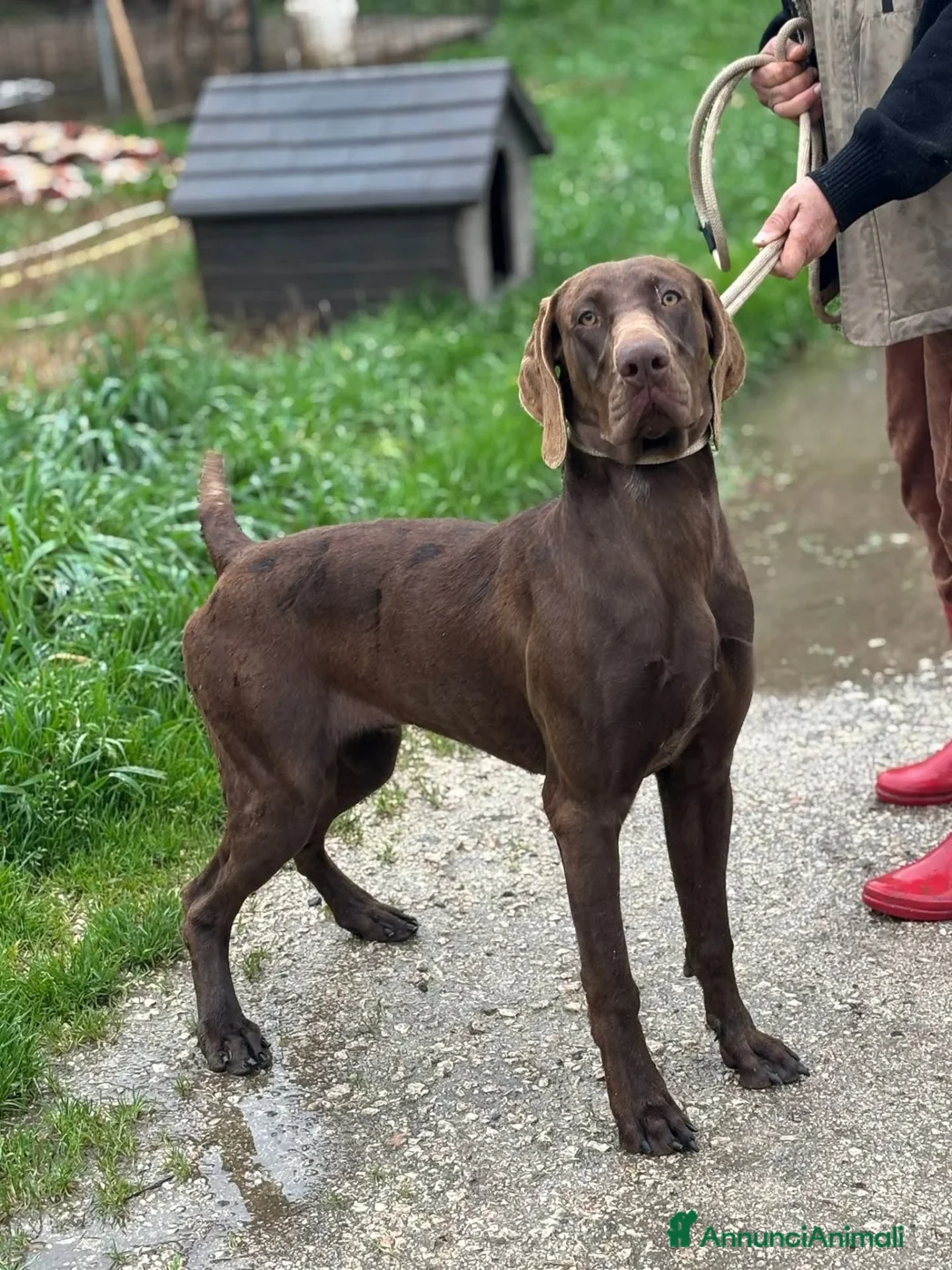 Kurzhaar cani in regalo: BRANDO kurzhaar puro 16 mesi cerca casa - adozione - Annuncio 3