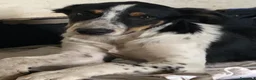 Meticcio cani in regalo: Cuccioli 3mesi BUTTATI SENZA PIETÀ!CATANIA SOS   - Annuncio 2