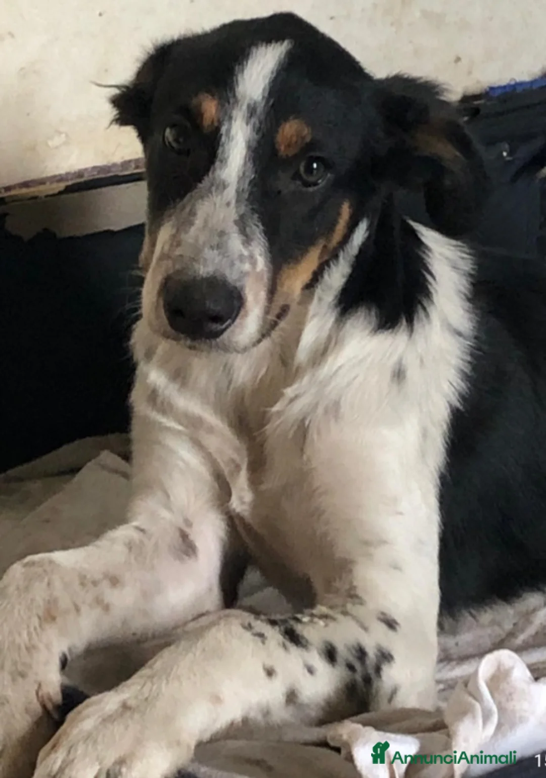 Meticcio cani in regalo: Cuccioli 3mesi BUTTATI SENZA PIETÀ!CATANIA SOS   - Annuncio 2