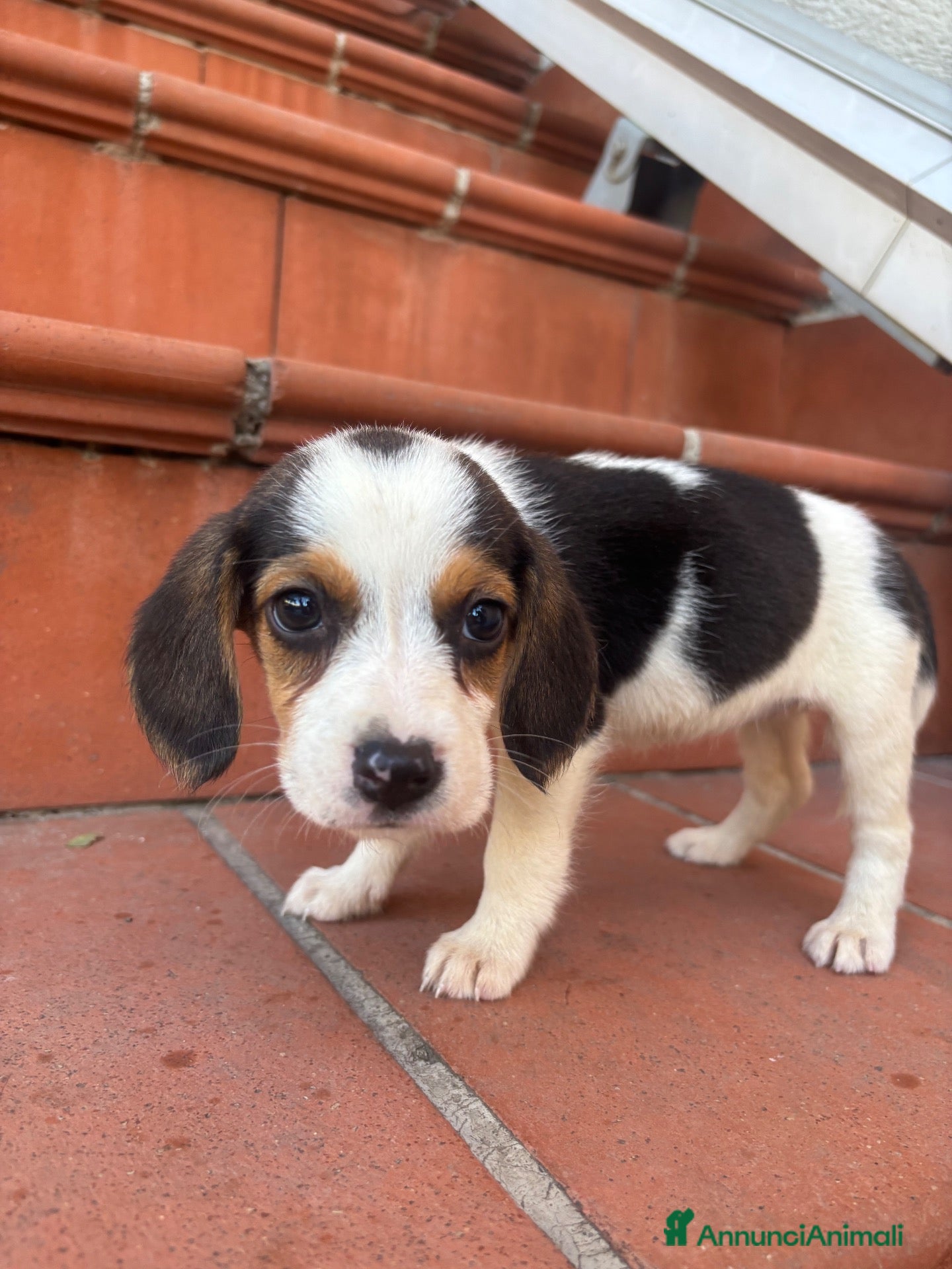 Beagle cani Beagle  - Annuncio 7