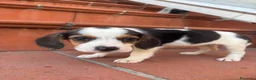 Beagle cani in vendita: Beagle  - Annuncio 1