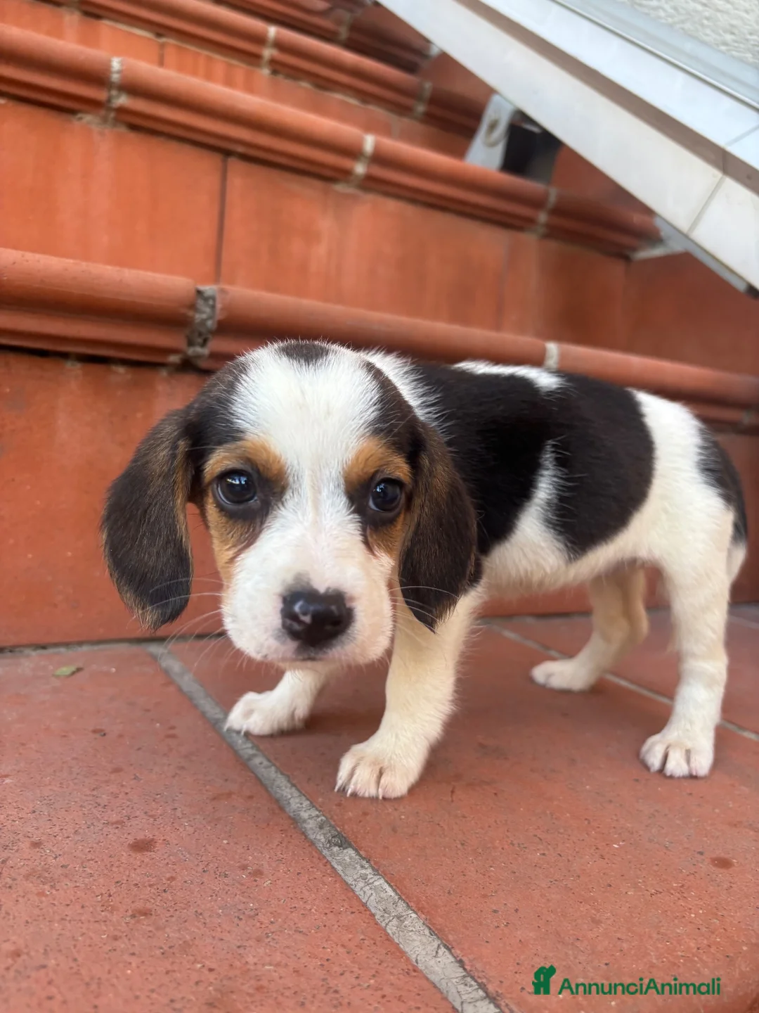 Beagle cani in vendita: Beagle  - Annuncio 1