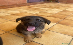 Pastore Tedesco cani in vendita: Cuccioli di pastore tedesco a Provincia di Brindisi - Immagine 6