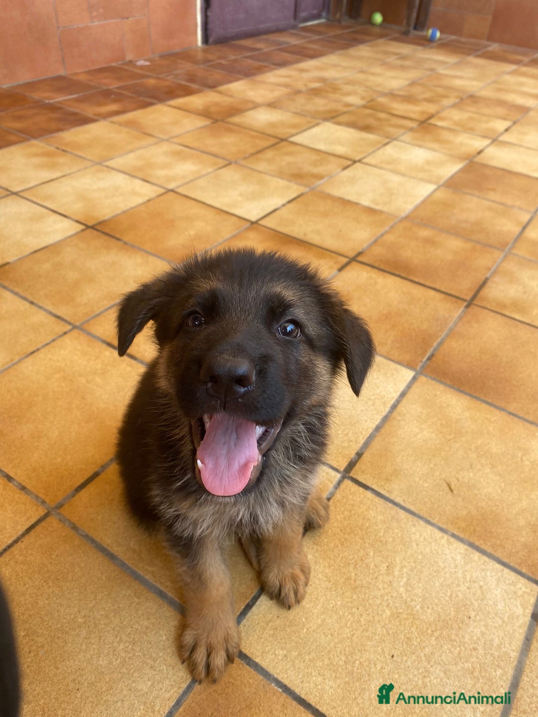 Pastore Tedesco cani in vendita: Cuccioli di pastore tedesco a Provincia di Brindisi - Immagine 6