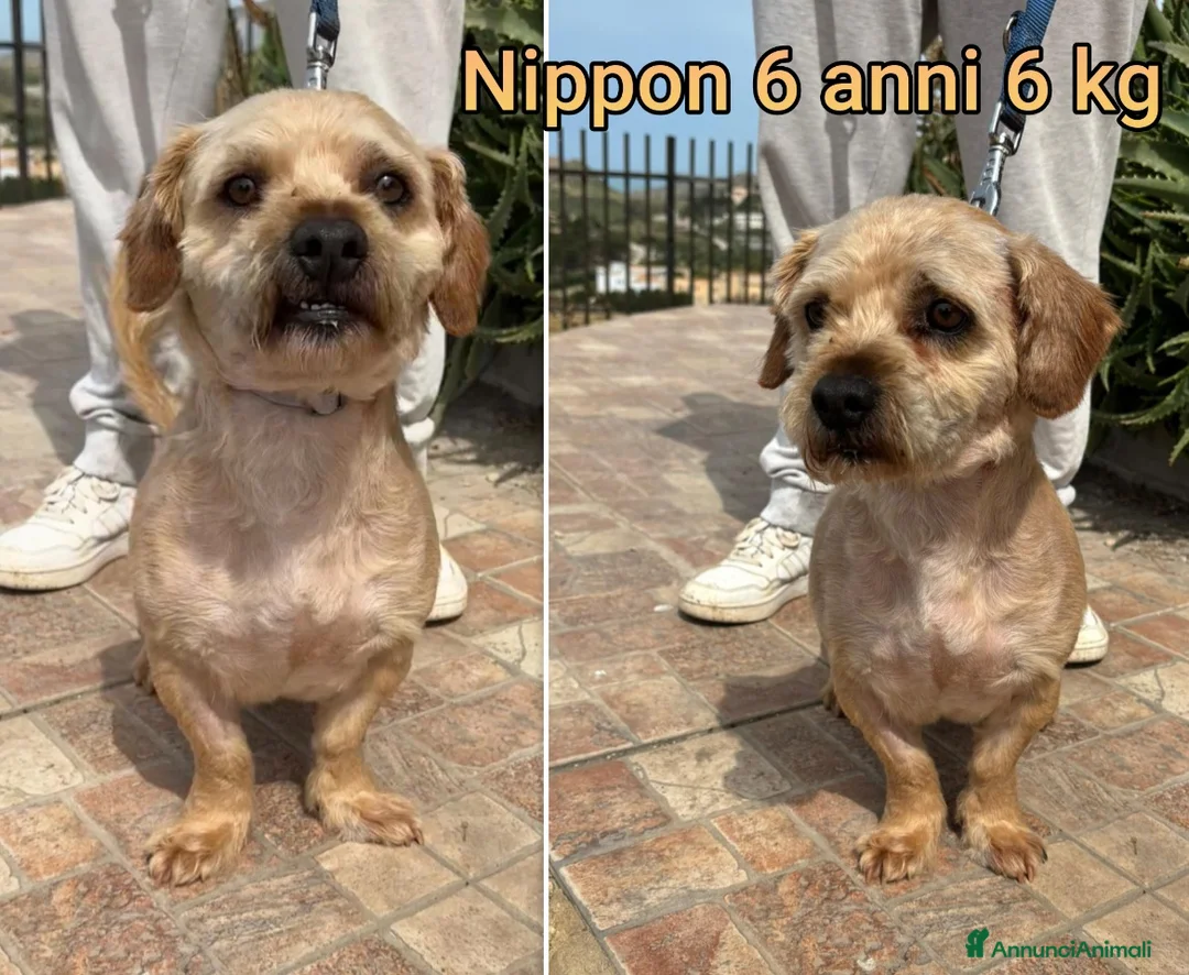 Meticcio cani in regalo: CANI TAGLIA PICCOLA E MEDIOPICCOLA  a Provincia di Pistoia - Annuncio 1