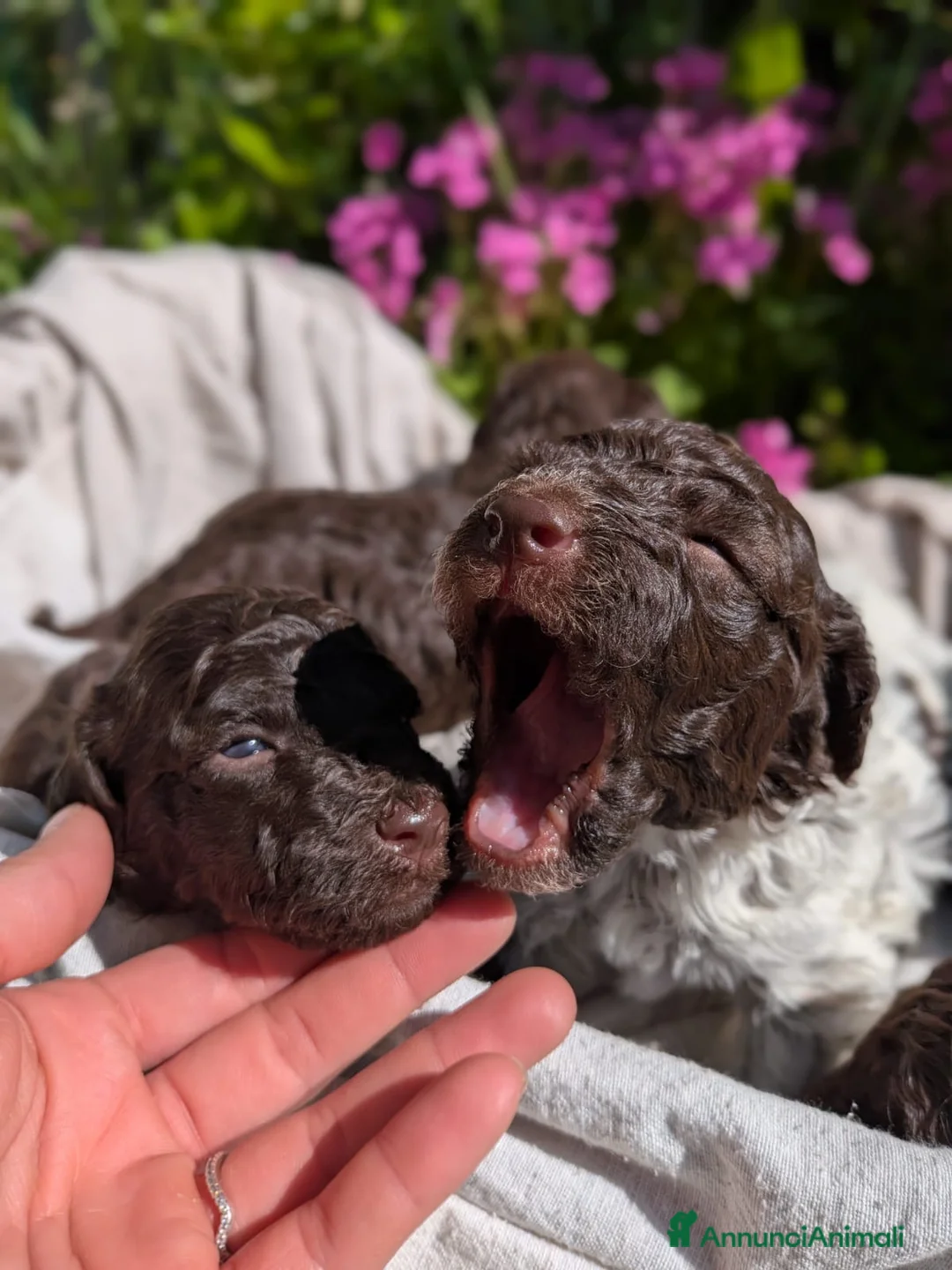 Lagotto cani in vendita: Cuccioli di Lagotto romagnolo con pedigree - Annuncio 2